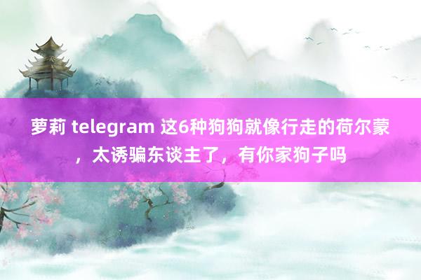 萝莉 telegram 这6种狗狗就像行走的荷尔蒙，太诱骗东谈主了，有你家狗子吗